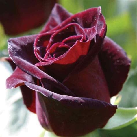 BLACK BACCARA – Pepiniera Jardina.